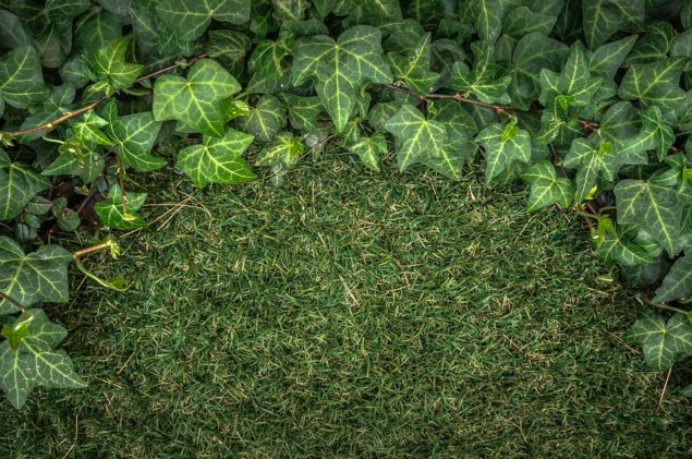 Artificial Grass vs. Real Grass Artificial Grass vs. Real Grass
