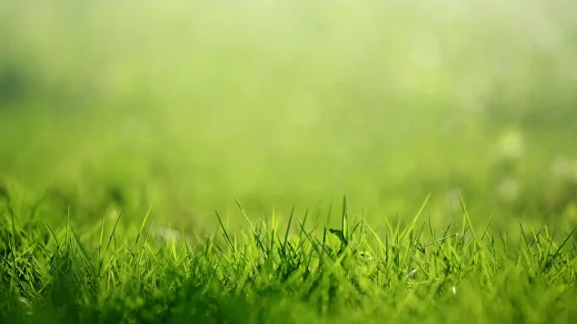 Why Every Groundskeeper Should Invest in a Sarel Roller